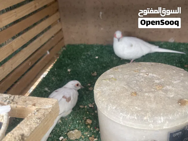 حمام ماسي مشجر