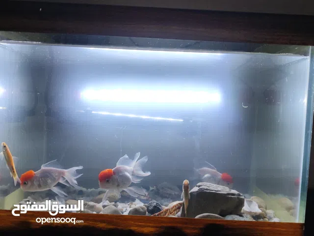 حوض سمك للبيع مع كامل المستلزمات بدون سمك