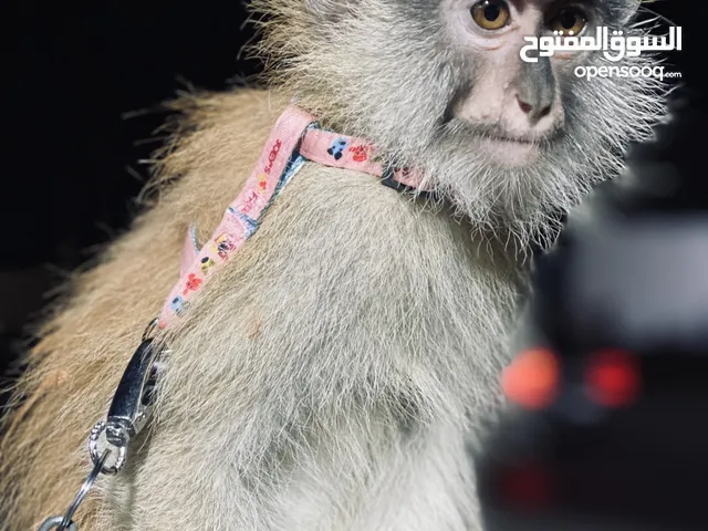 قردة انثى نسناس للبيع بحالة ممتازة وناشطة اومورها عشرة علي عشرةًًًًًًًًًًًًٌّ