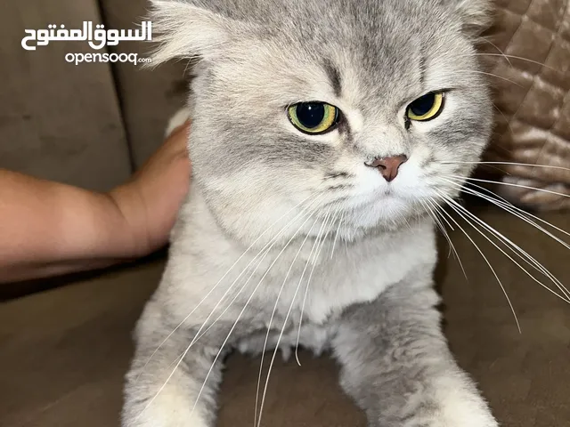 قطط للتبني للتواصل واتساب فقط!