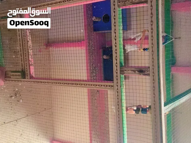 طيور حب عدد 6 و القفص للبيع