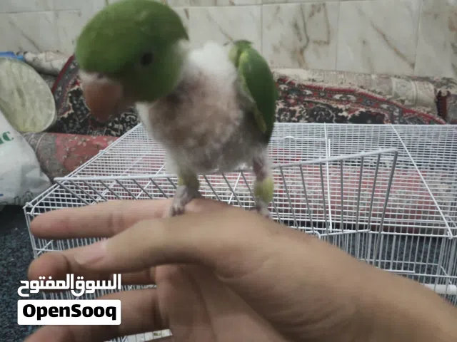 دره هندي منتف ريشه للبيع