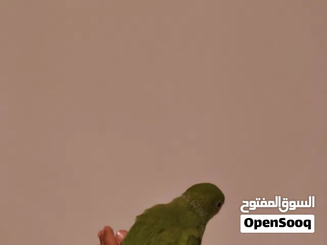 فرخ دره هندي عمر شهرين و نص