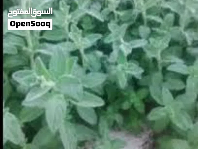 الزعتر البلدي