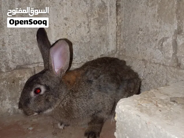 ارانب  للبيع