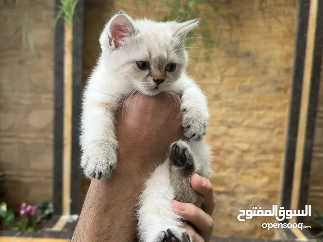 قطط سكوتش فولد وسكوتش ستريت للبيع اقرأ الوصف