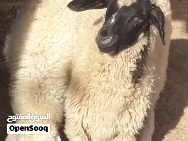 زوز إفطايم برقاويات عمرهم 4شهور إفاطايم ماشاء الله لا قوة إلا بالله خاليات من جميع العيوب سعر الواحد
