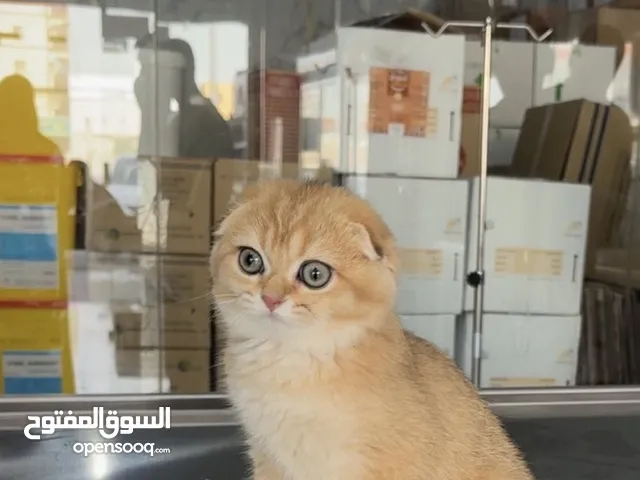 للبيع انثى سكوتش قولد