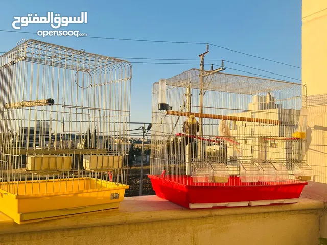 جوز كوتكيل جيزة + قفصين وكوخ