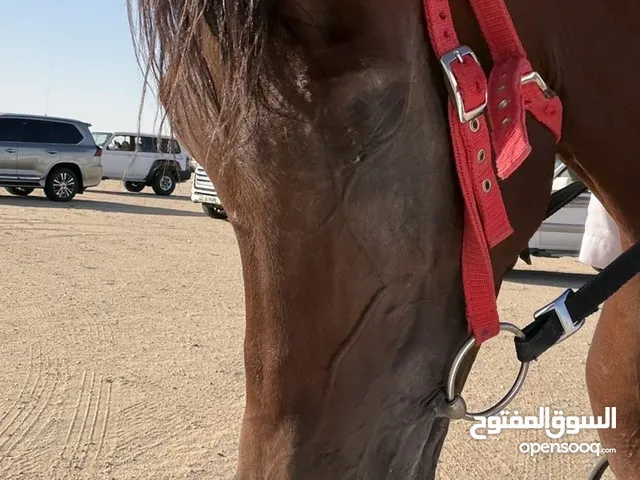 خيل مصري بيور بيع بلدي
