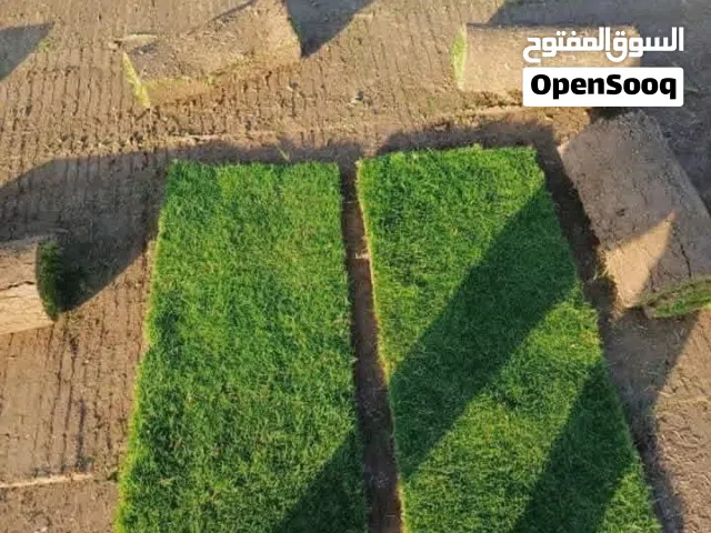 ثيل طبيعي   توصل مجاني