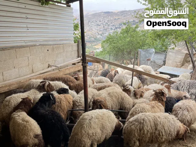 اضاحي بلدي