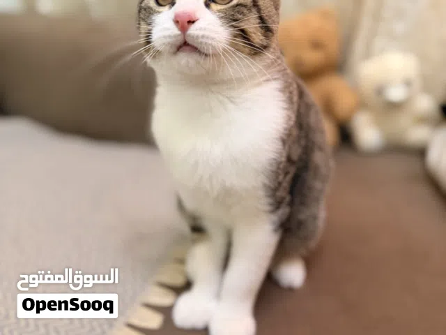 سكوتش جميل جدااا
