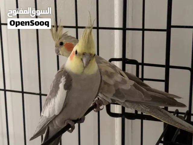 زوج بغبغاء كوكتيل