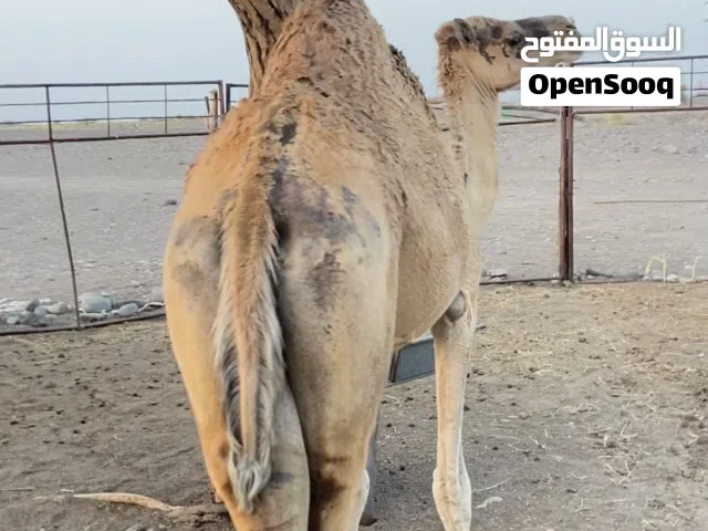 للبيع ناقه لحم مطعومه تارسه