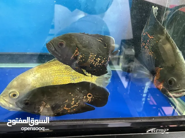 حوض اسماك مع سمك اوسكار