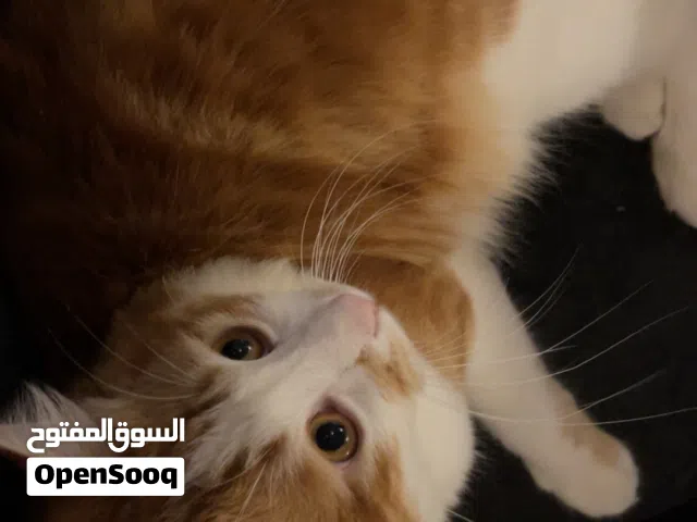 قط ذكر مكس للبيع