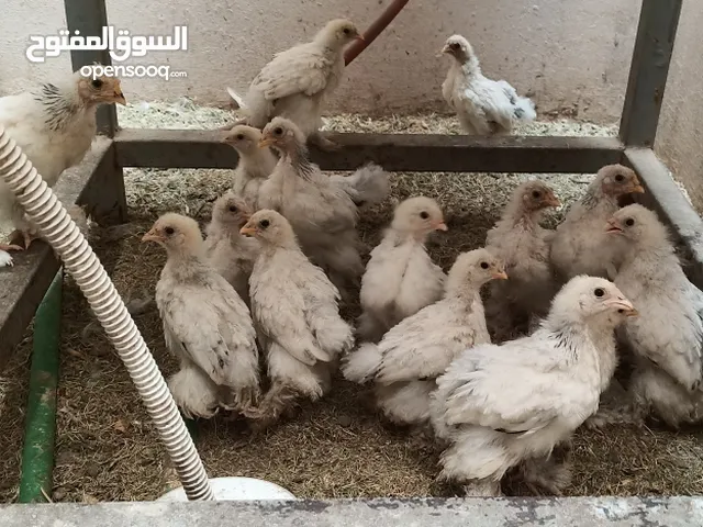 كتاكيت براهما دكتور