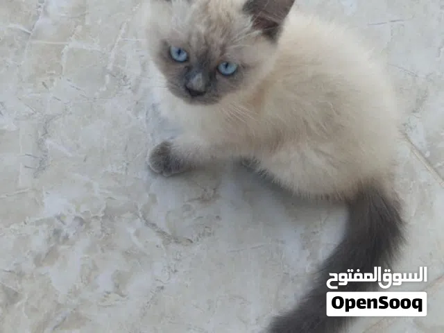 قطة هملايا للبيع بصحة جيدة