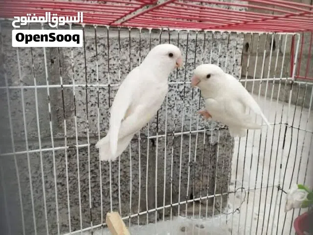 4 كوبيات روز مصوقرات