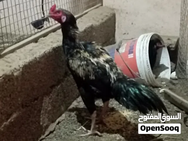 دجاج باكستاني أصل للبيع