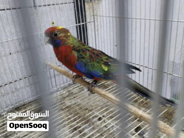 انثى روزيلا سوبر جامبو