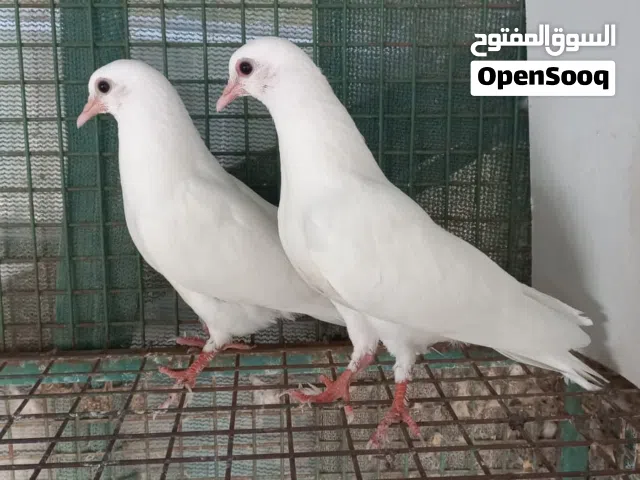 للبيع طبه صناعوي حجم صغير