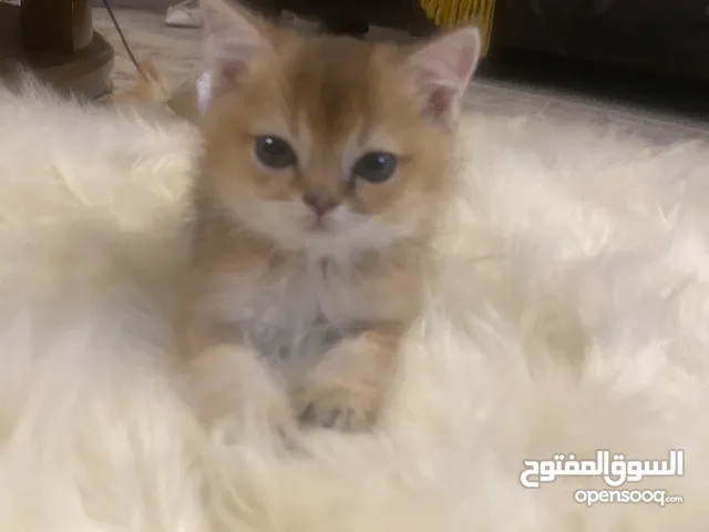 قط سكوتش ستريت جولد بيورny12