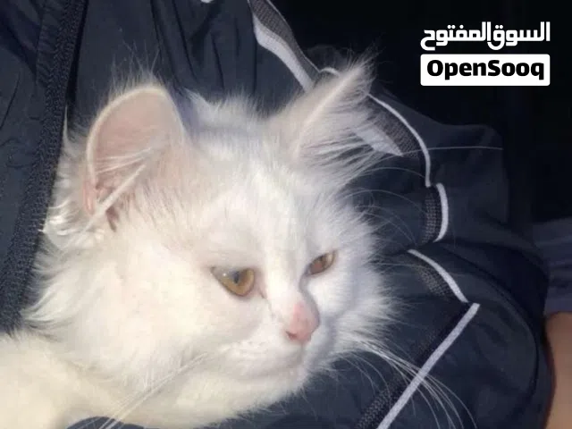 قطة شانشيلا للبيع بسعر مغري