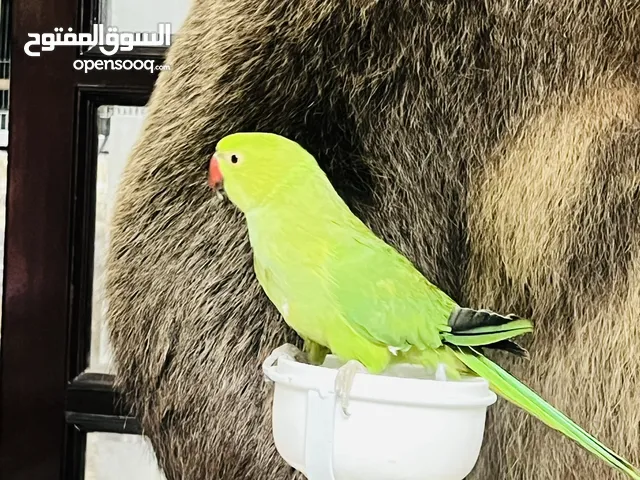 ببغاء درة اليف العمر ستة اشهر green ring neck parrot tamed