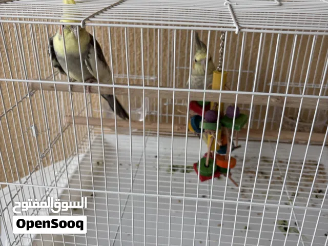 ببغاء زوج ذكر وانثى الذكر يصفر غير مدرب السعر 300 معا القفص والاكل 370