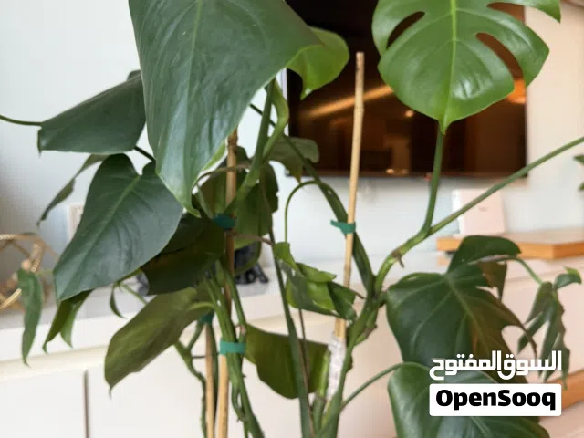 Beautiful Monstera & Peace Lily for Sale