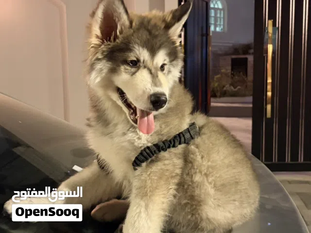 للبيع هاسكي