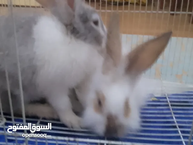 rabbits   in Al shawameikh 3
