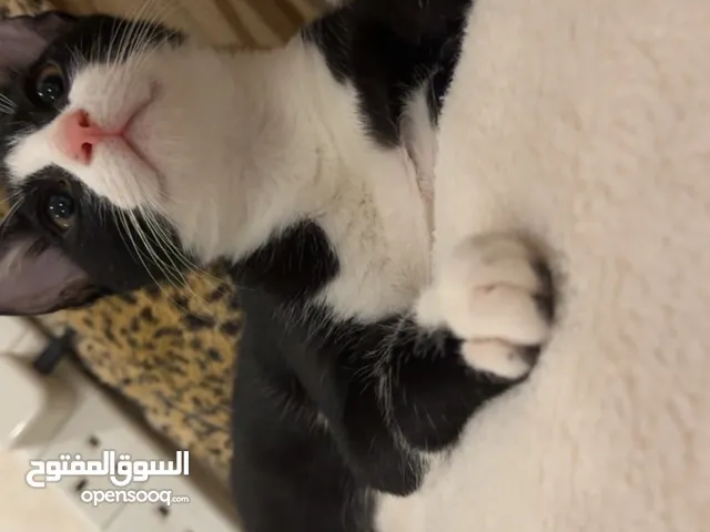 2 male Cats for sale 70 BD