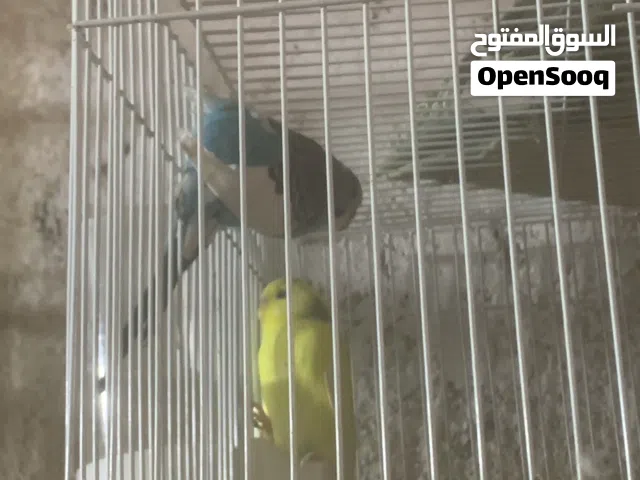 طيور حب عدد 3