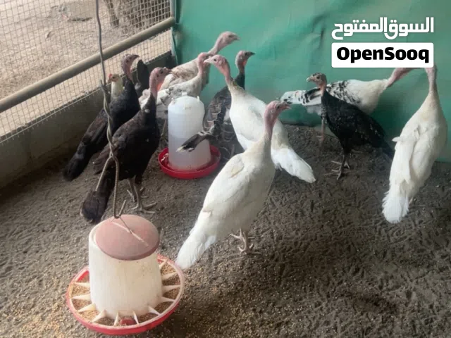 للبيع ديك رومي ذكور و إناث الكبار ب 8ریال و الصغار ب 5ریال