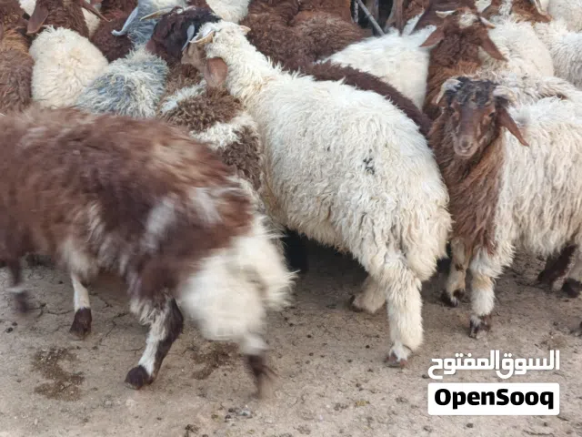 خرفان للبيع عدد 150 خاروف نخب اول