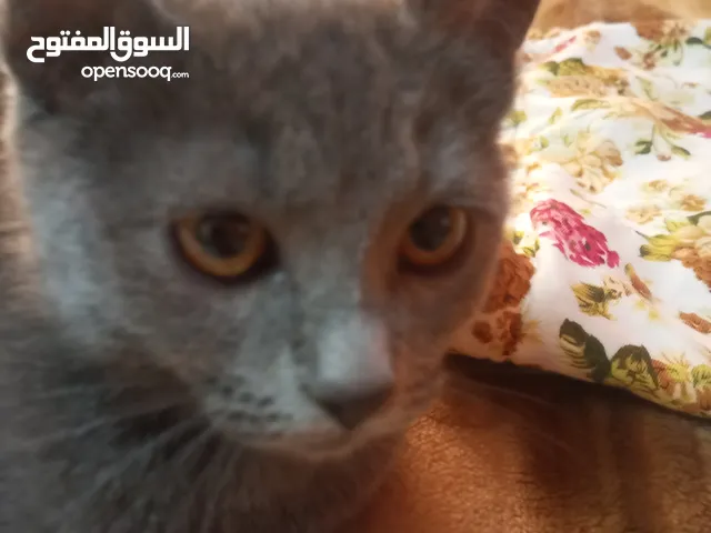 قط ذكر للبيع