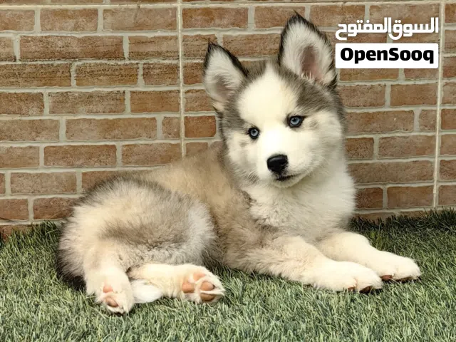 كلاب هاسكي جراوي