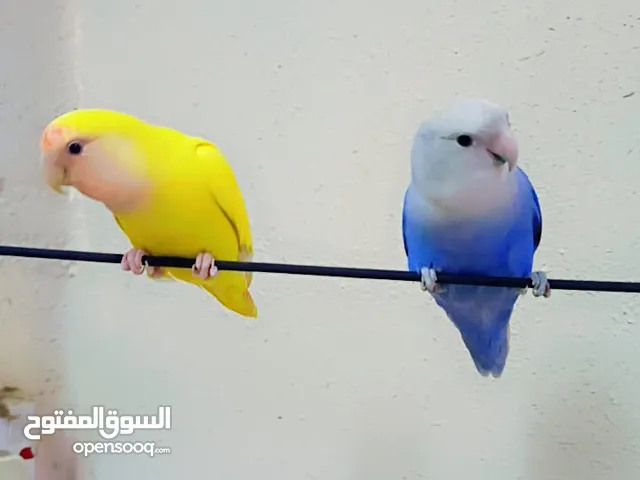 For sale nd exchange love birds