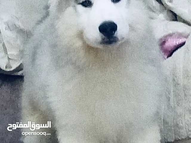 جراوي هاسكي الاسكا مالموت بيور العمر 3 شهور مع كامل تطعيمات والجواز والشريحة جميلة جدا صحة ممتازه