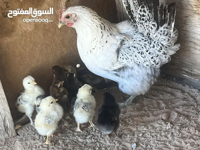 دجاجه فيوميه تحتها 12كتكوت