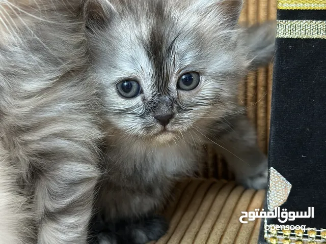 5 قطط هملايا للبيع – نابلس