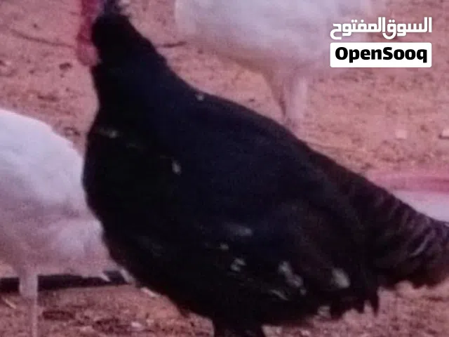 يوجد فروج ديك رومي مواصفات ربي يبارك