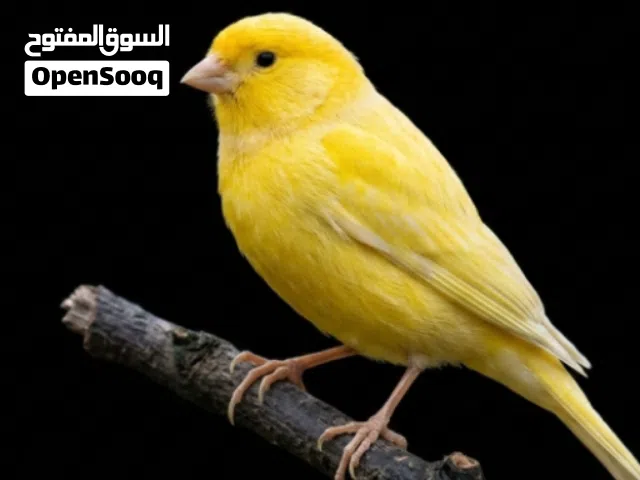 موزي فول تغريد بدون قفص