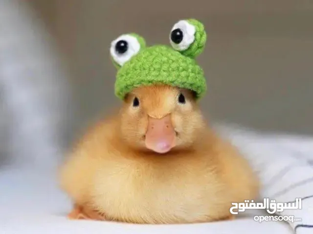 اشتر 2 وخذ 1 مجانًا