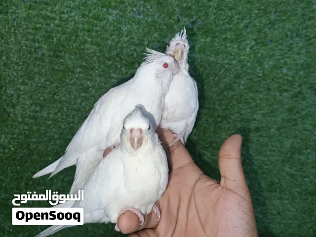 متاح كوكتيل البينو عيون حمر