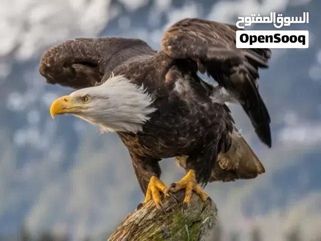 مطلوب بغبغاء وطيور لتبني