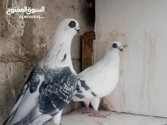 جوز بواز لبنيات نخب
